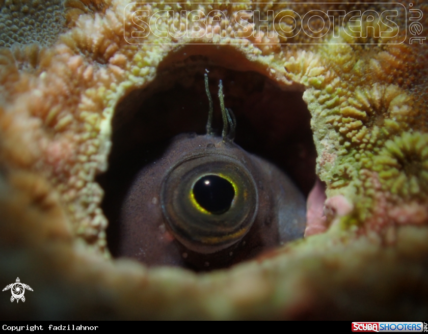 A goby fish 