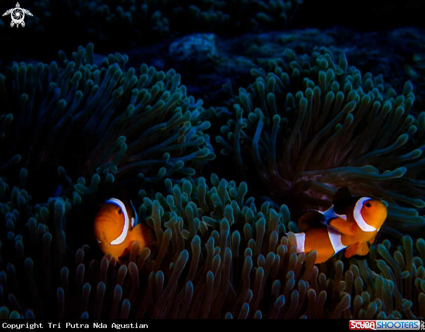A nemo fish