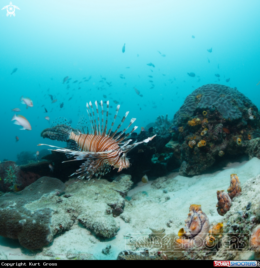 A lionfish