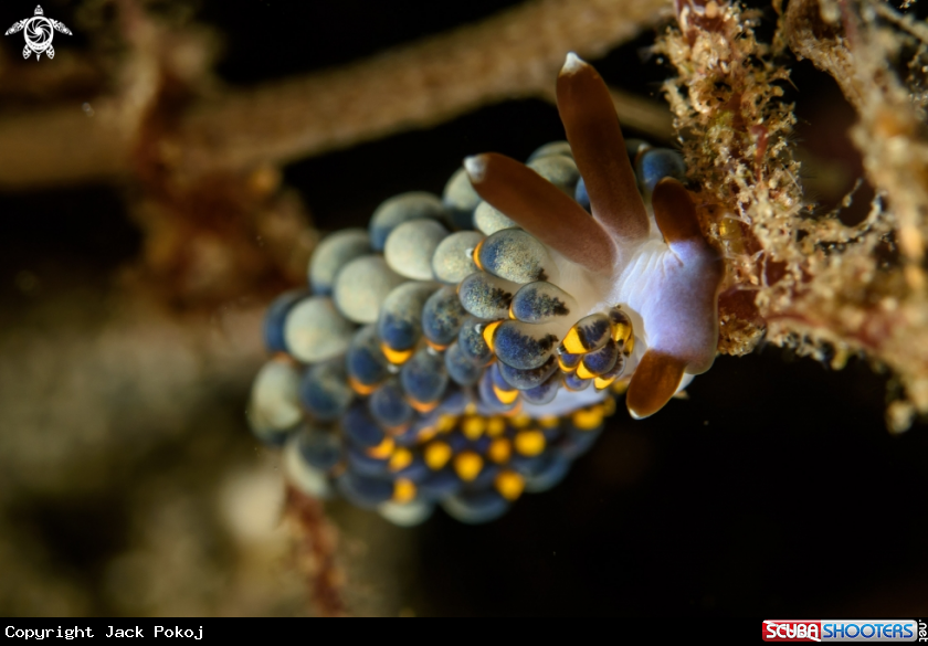 A Stillger ornatus