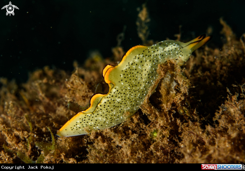 A Elysia marginata,