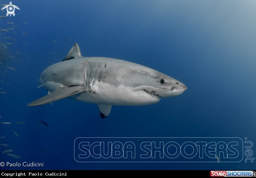 A Great White Shark
