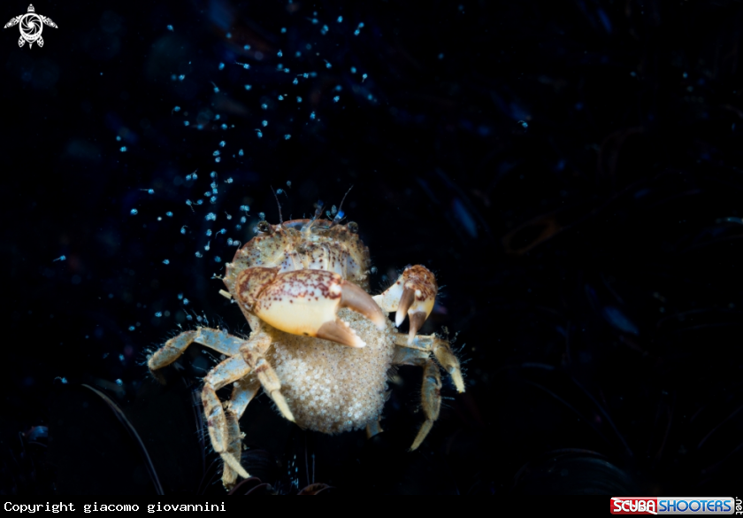 A Crab