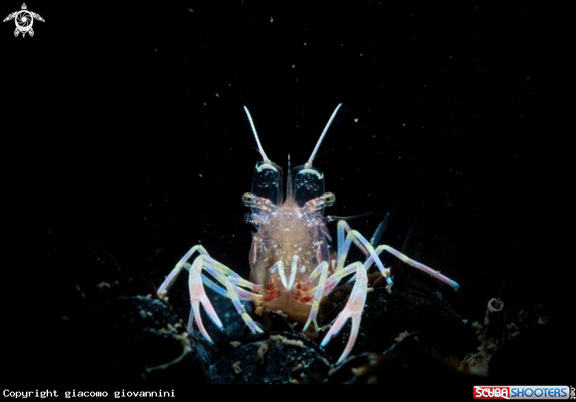 A heart shrimp