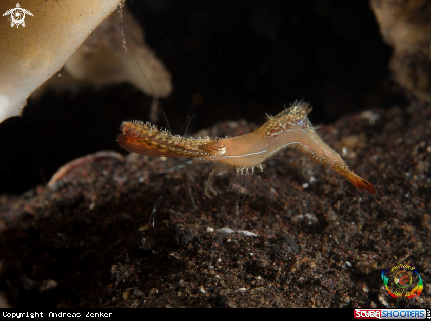 A Donald duck shrimp