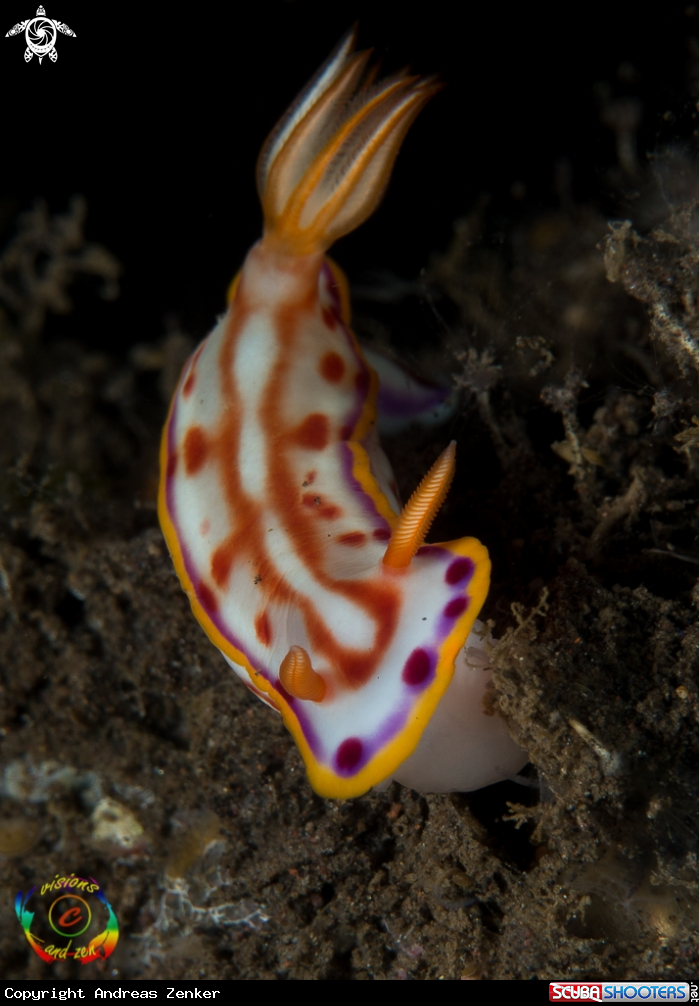 A Hpselodoris kaname