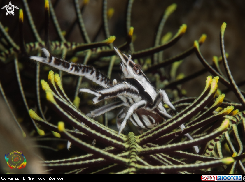 A Elegant crinoid squat lobster 