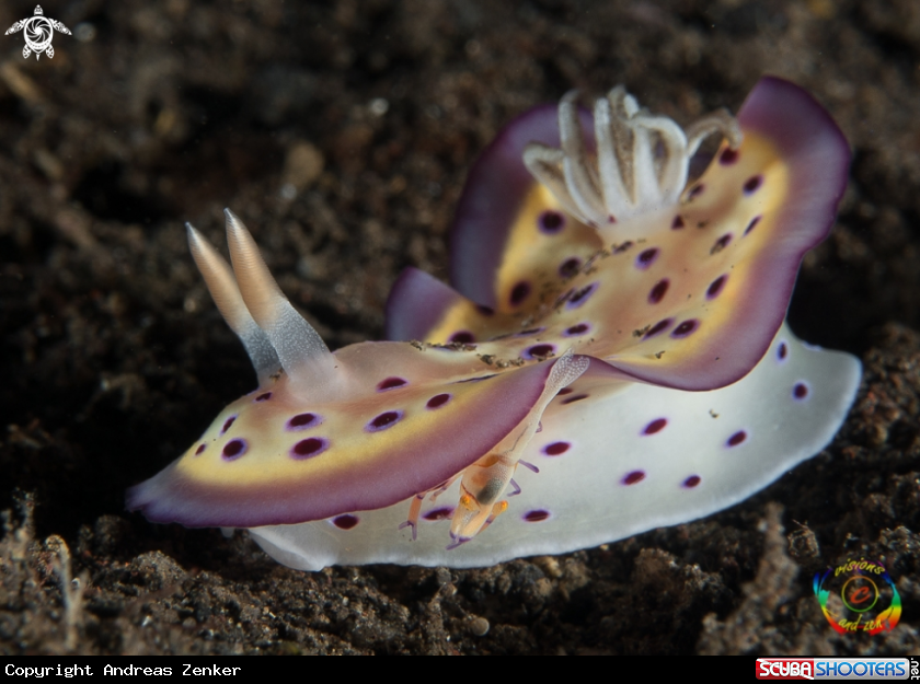 A Goniobranchus kunei