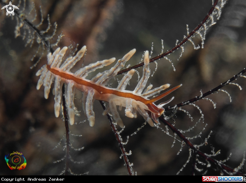 A Eubranchus sp