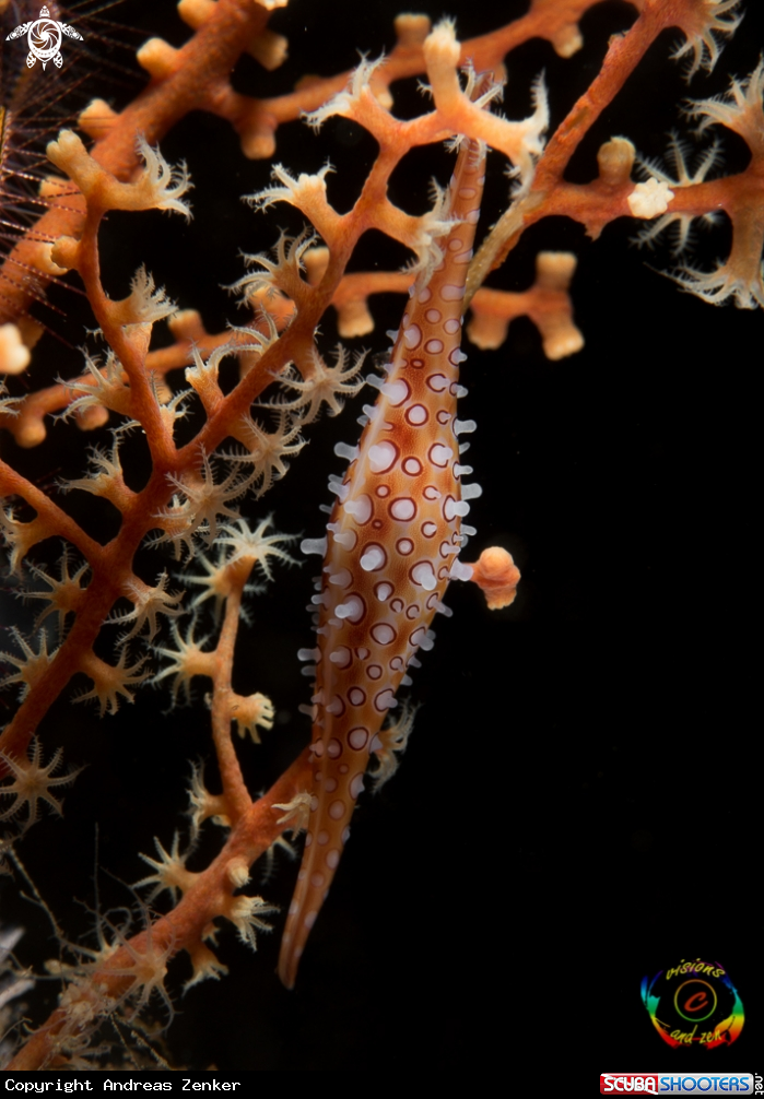 A Spindle cowrie