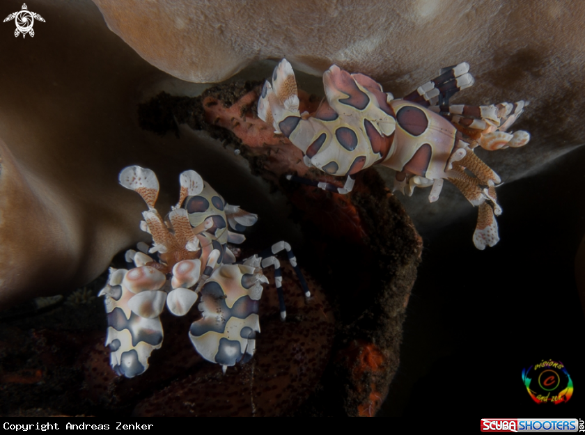 A  Harlequin shrimp