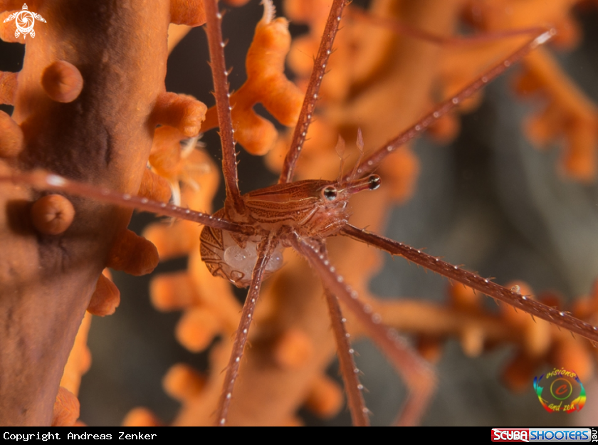 A Spiny squat lobster