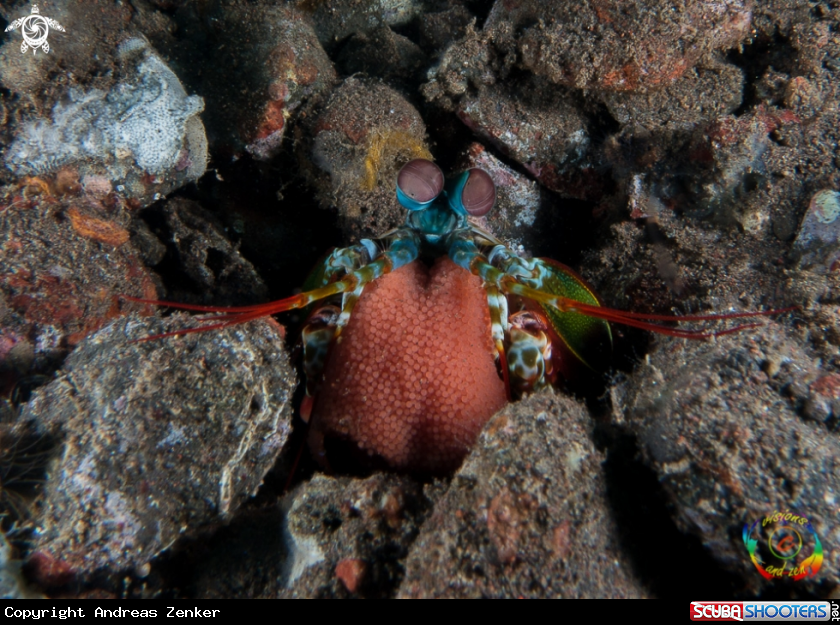 A Peacock mantis shrimp