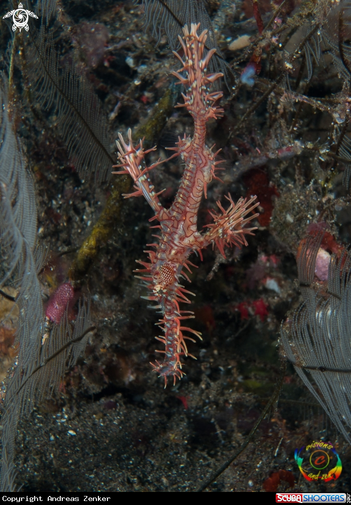 A Ornate ghost pipefish