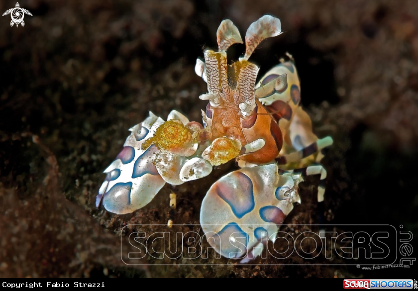 A Arlequin shrimp