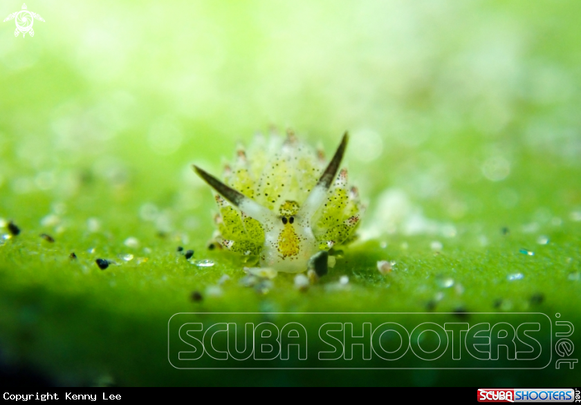 A Little leaf-sheep nudibranch 