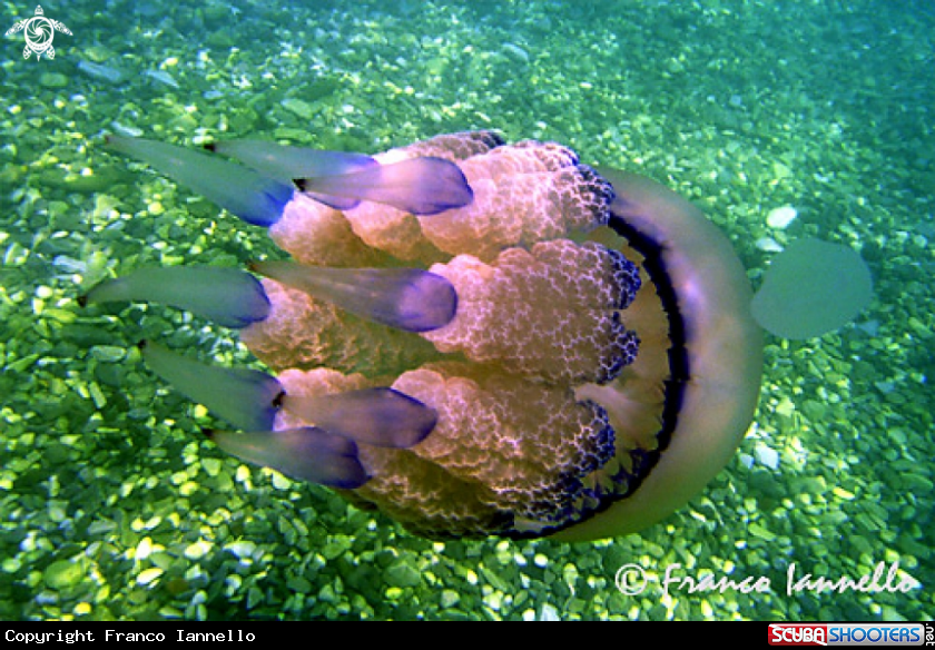 A Polmone di mare