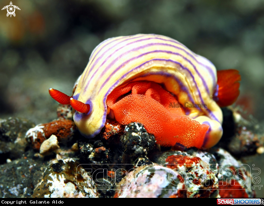 A Nudibranch