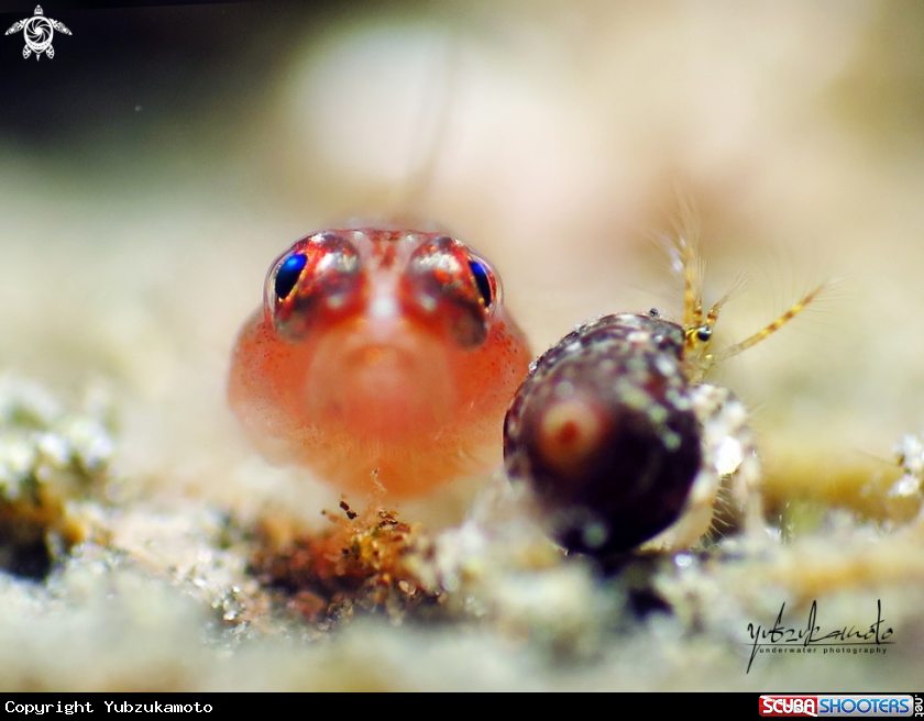 A Goby Fish