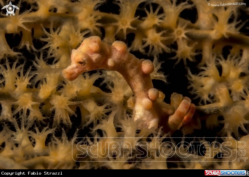 A Pigmy seahorse