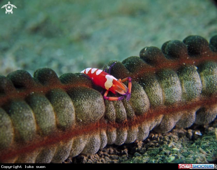 A Emperor shrimp