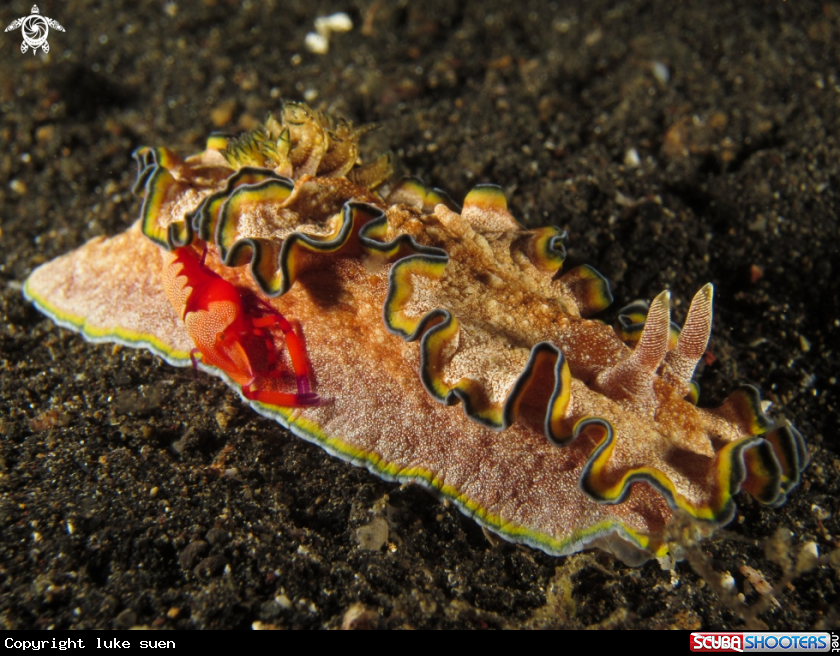 A Emperor shrimp