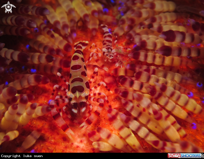 A Coleman Shrimp