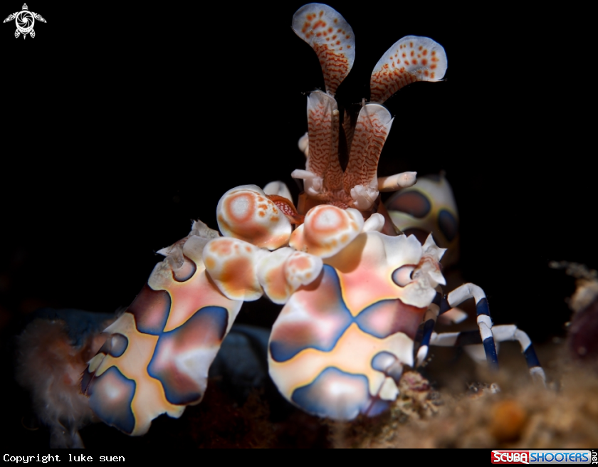 A Harlequin Shrimp