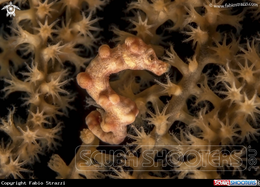 A Pigmy seahorse
