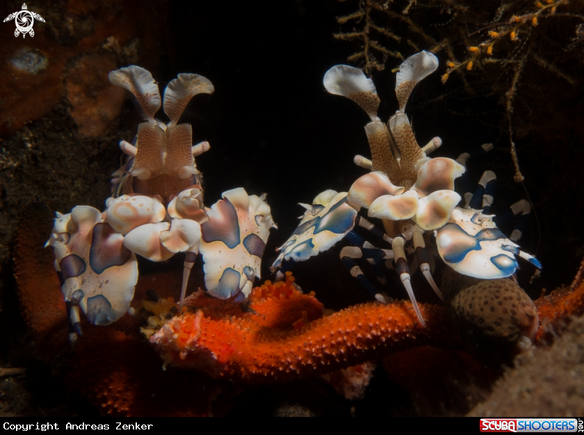 A Harlequin shrimp