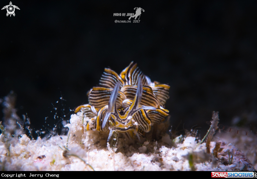 A Tiger Butterfly Nudibranch