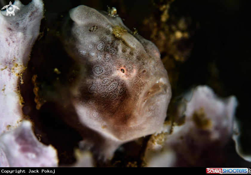 A Painted frogfish