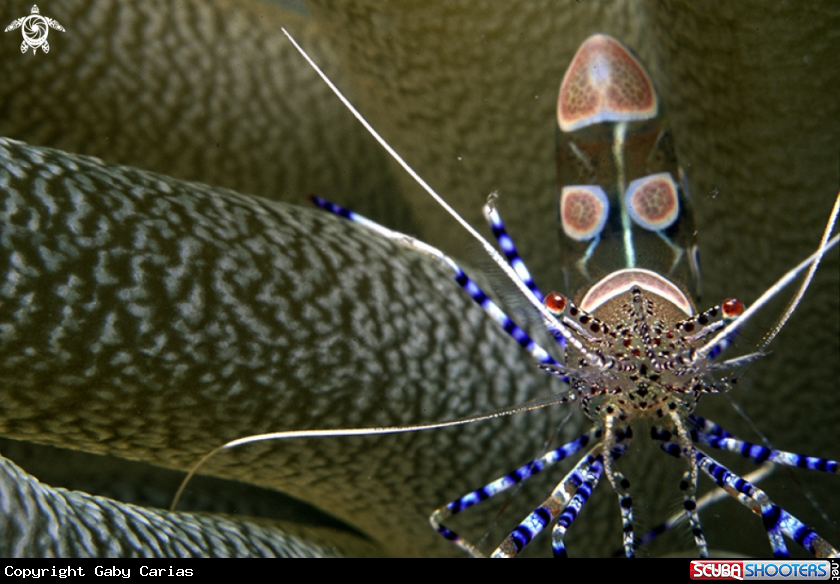 A Cleaner shrimp