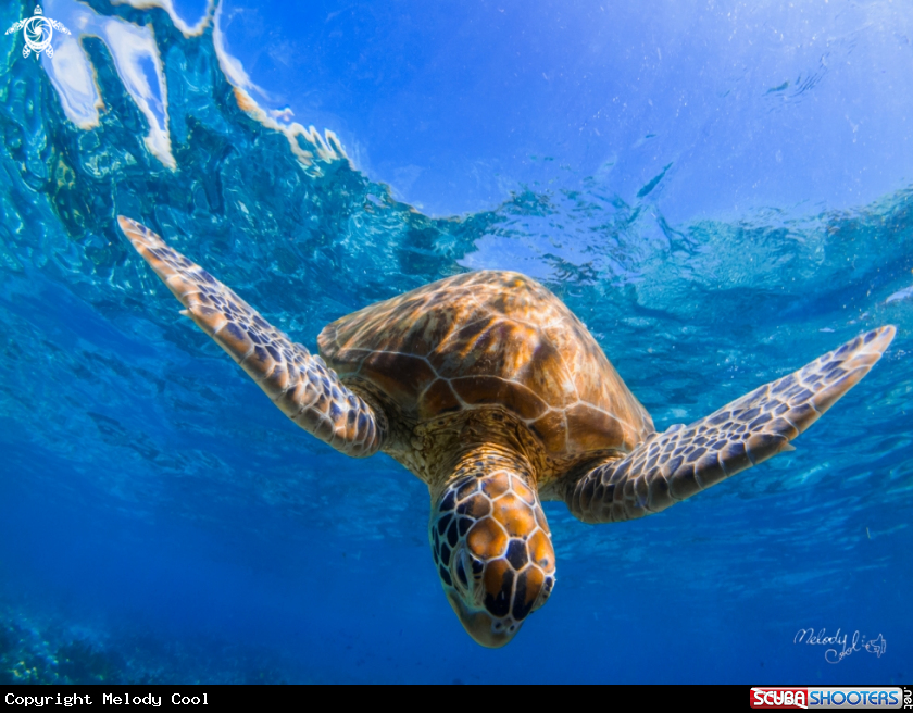 A Sea Turtle