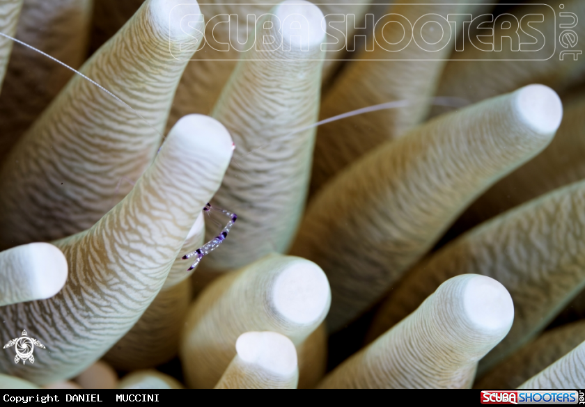 A HOLTHUISI COMMENSAL SHRIMP