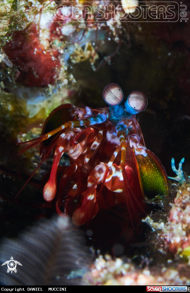 A PEACOCK MANTIS SHRIMP