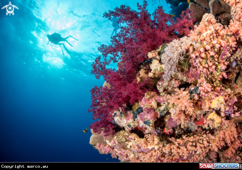 A Reef and diver