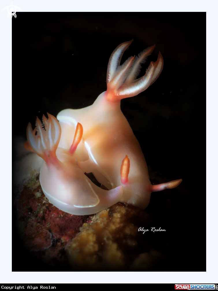 A Nudibranch