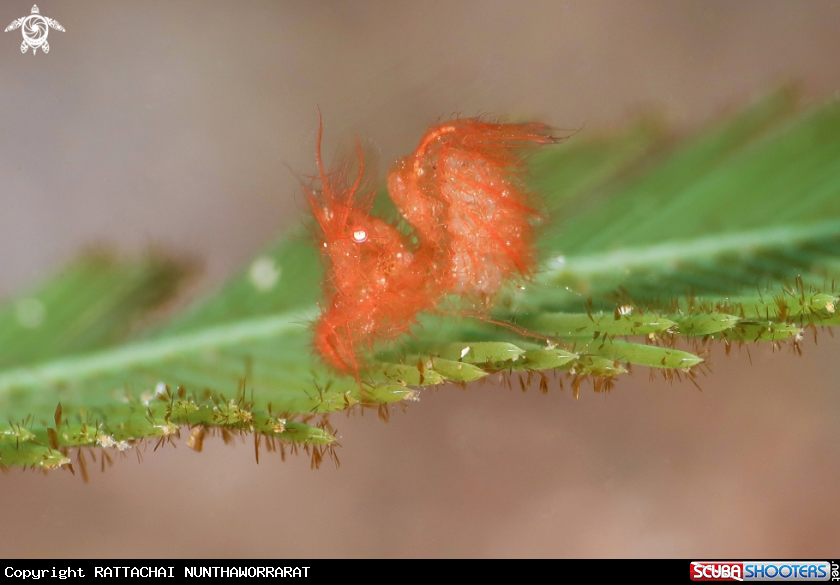 A Hairy Shrimp with eggs