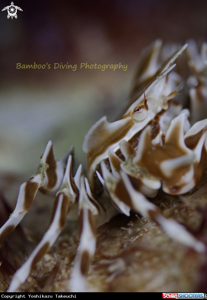 A underwater creature