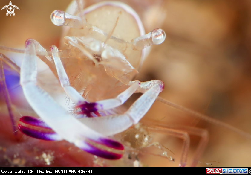 A Commensal Shrimp