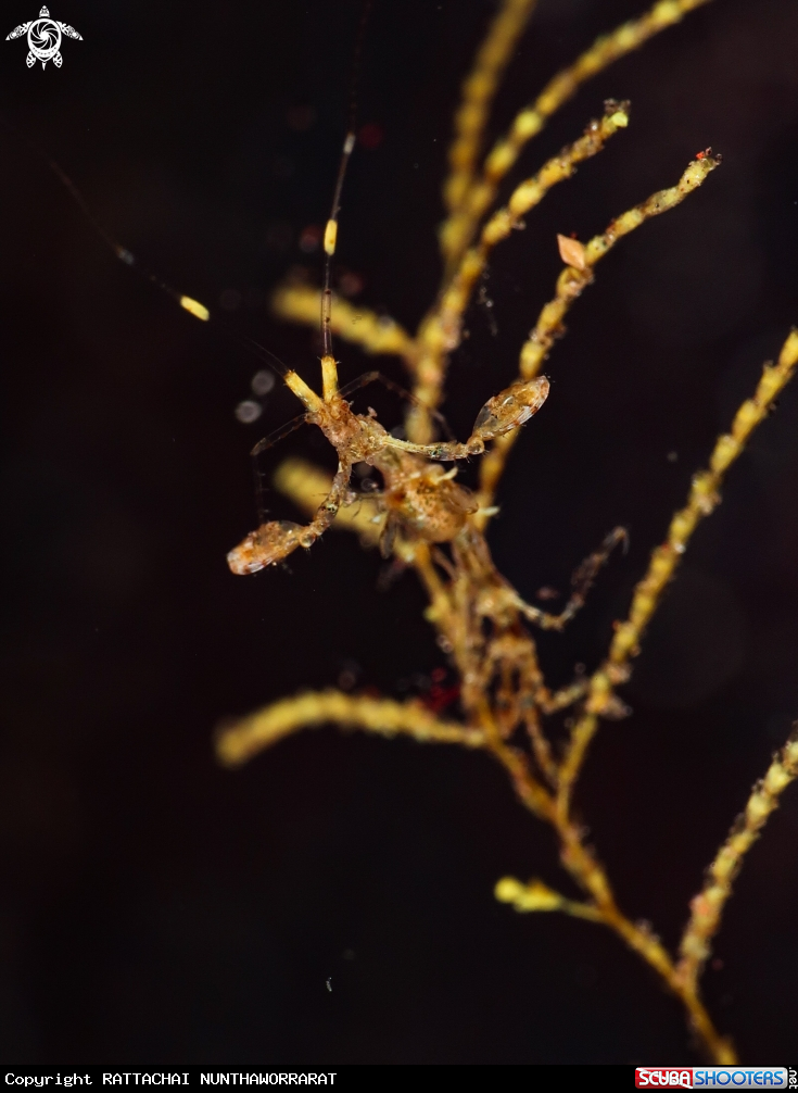 A Skeleton Shrimp