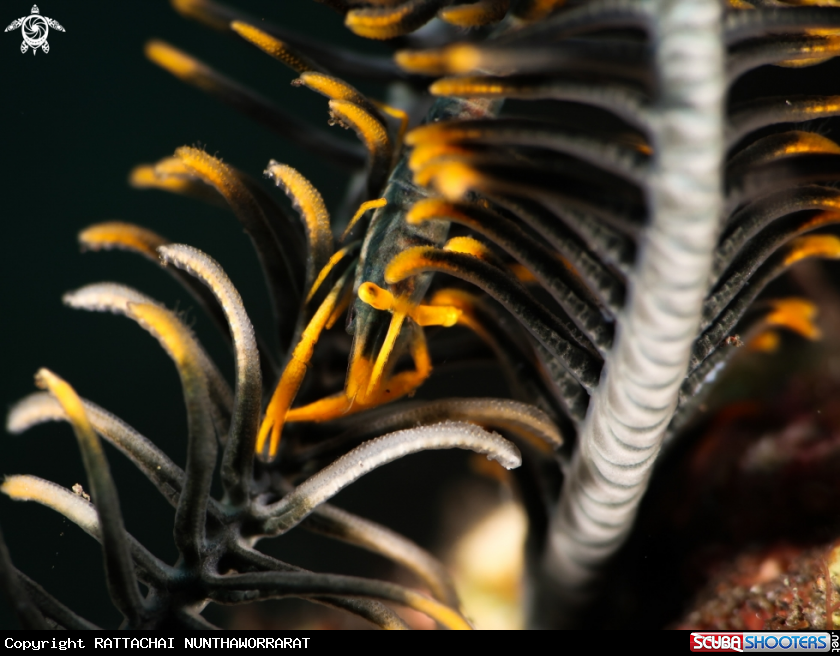 A Crinoid Shrimp