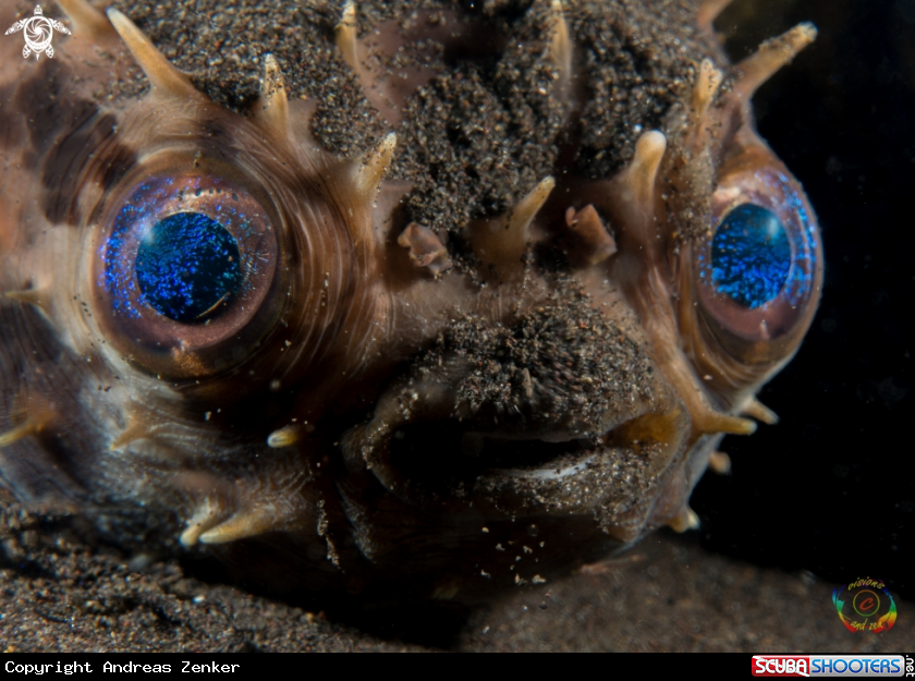 A Rounded porcupinefish