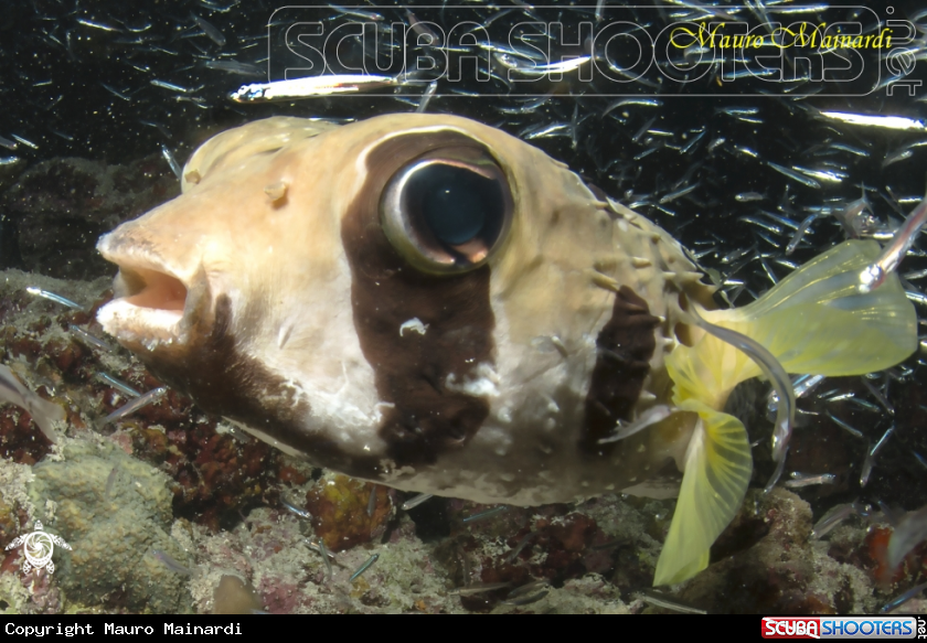 A Porcupine fish