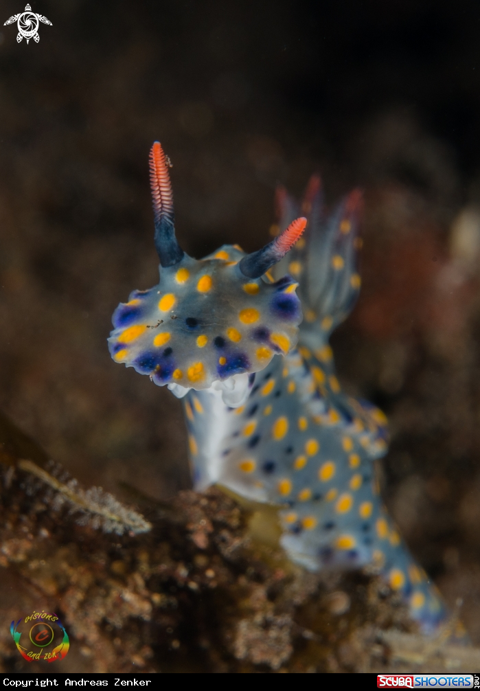 A Hypselodoris kanga
