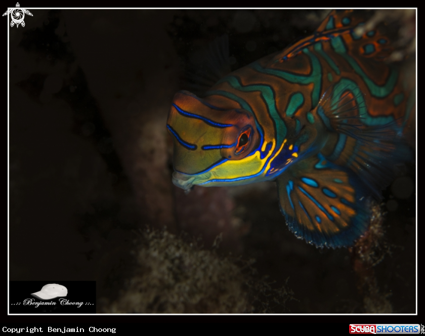 A Mandarinfish