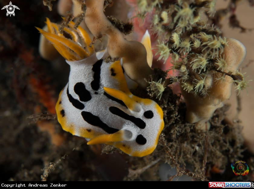 A Goniobranchus michaeli