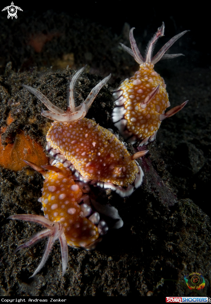 A Goniobranchus roboi