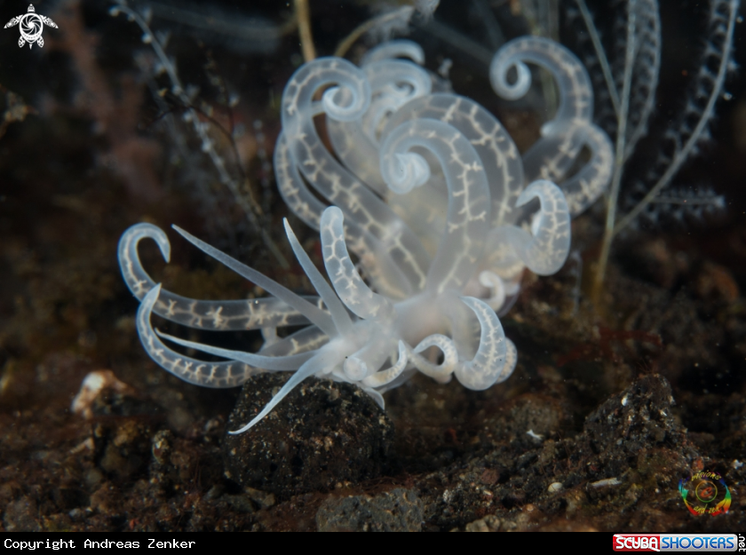 A Phyllodesmium iriomotense